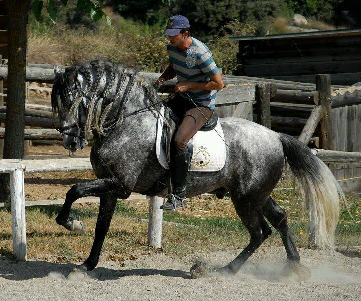 andalusian horses for sale in spain